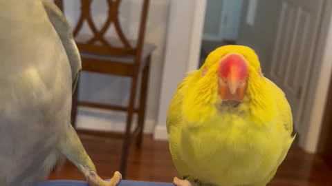 Beaker the Parrot Gets a Kiss