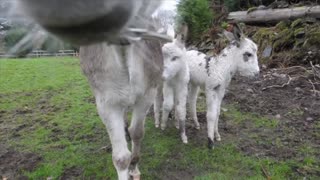 Donkey Gives Birth To Twin Filly Foals In Ireland. Just Wait Until You See How Cute They Are.