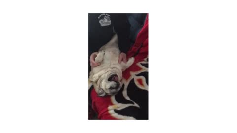 Pug Enjoys Massage Day at Home