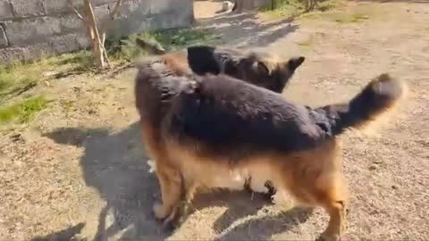 Doggy Puppy Funny Fight #Rumble