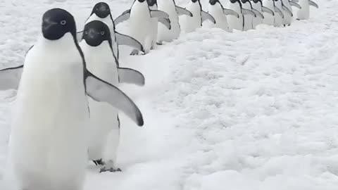 penguins paradise! they are happy