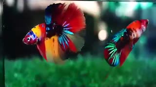 Beta Fish 001