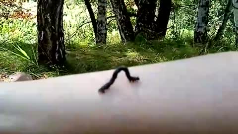 The funny caterpillar walks on my hand