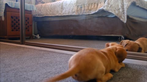 dog in front of mirror