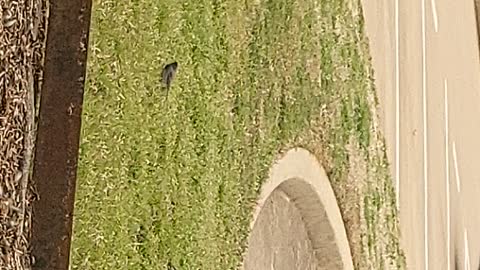 Juncos eating a snack