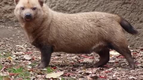 Some Interesting Facts About Bushdogs