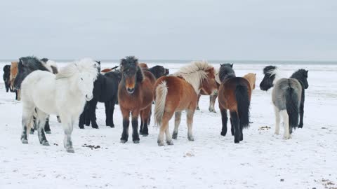 Beautiful fluffy icelandic horses. Amazing Icelandic horses in winter season,