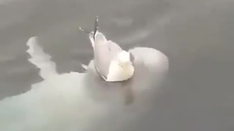Dolphin Playing With A Seagull
