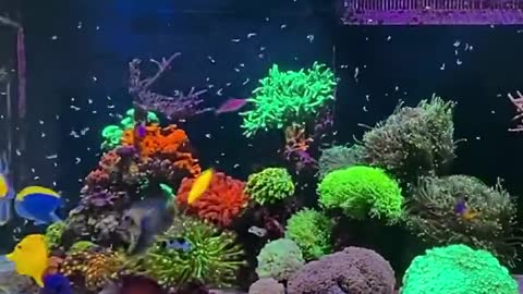 Vibrant Marine Aquarium Fish Feeding Time