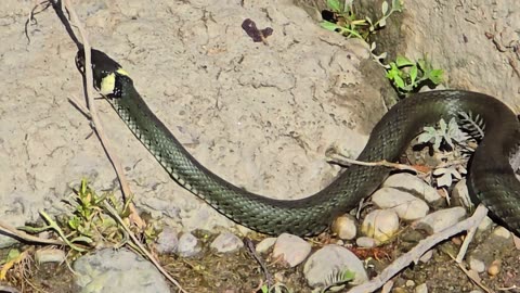 Grass snake chilling on a stone / beautiful reptile by the river / young grass snake.