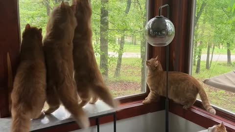 Orange Cats Window Hunt In Sync