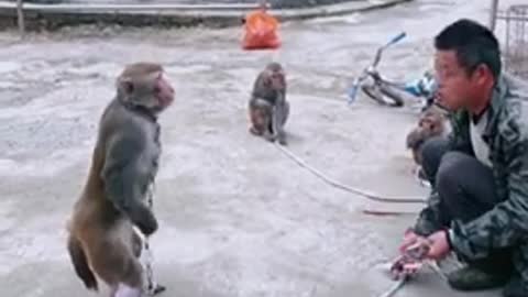 Funny monkey clip videos