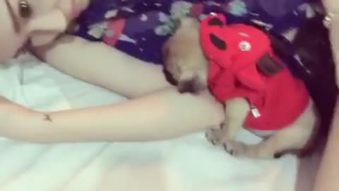 Hot girl playing with puppy