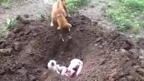 Watch it hard to keep your eyes dry that you will see this dog what he did to his partner