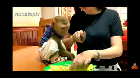 Monkey Eating Video - Monkey Funny Video