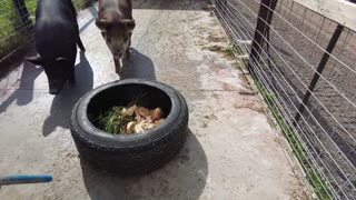 Tire Pig/Sheep/Goat/Dog Feeder Less than $50!