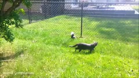 Baby Skunks Trying To Spray funny things happened