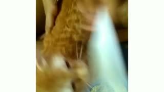 Brushing my Tiger Cat Hair