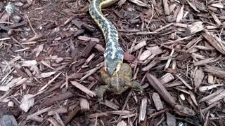 Snake Devours a Toad - lung exposed