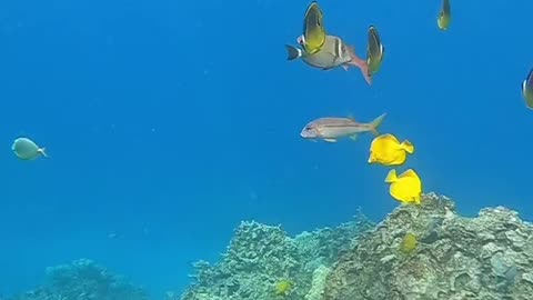 underwater#reef#fish