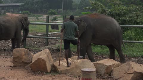 Most funny and cute baby elephant is trying to escape