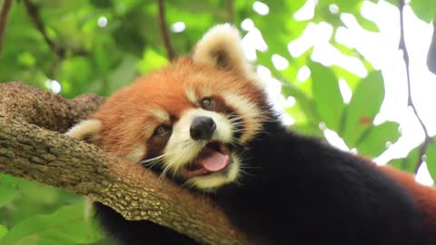 The red panda