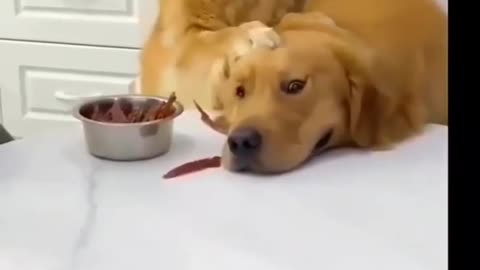 So cute 🥰 Dog are not eating food 😆 |Funny animal videos| try not to laugh