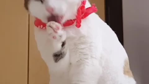 Cute 🐈 cat video