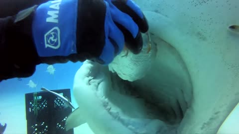 Inside the Sharks Mouth | Feeding Tiger Shark