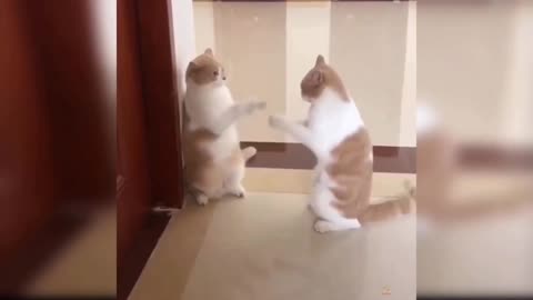 Cute cat funny videos 😍😂😍 #trending #viral #petloves #cat #dog #funny