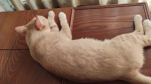 cat sleeping on coffee table