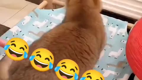 Exciting cat video.