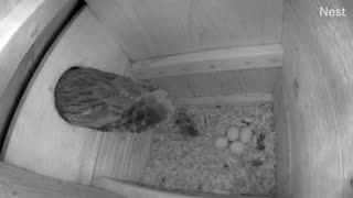 Western Screech Owls.... Eggs about to hatch!