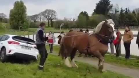 a beautiful pony vs a car, who has more strength?