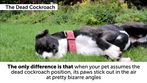 What Your Dog's Favorite Sleeping Position Shows About Its Character