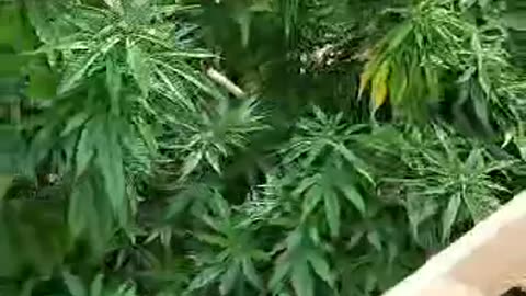 cannabis growing