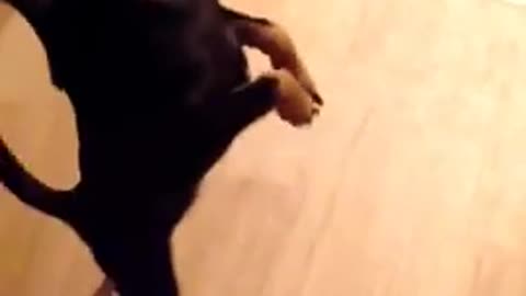 Funny Things | Funny Videos | Chihuahua small dog dancing