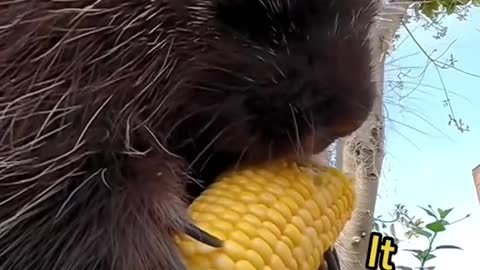 Obsession with corn