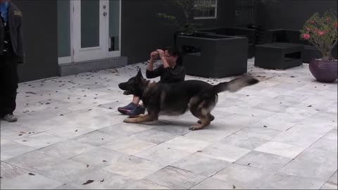 Dogs Training how to train your dog