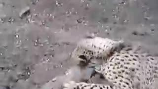 crocodile attacking leopard