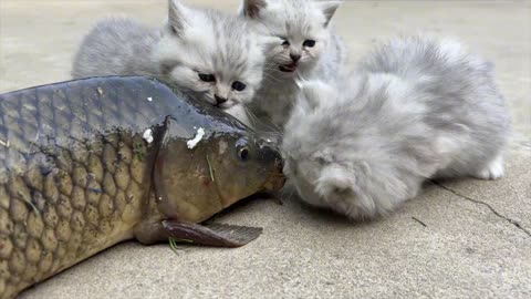 The kittens saw such a huge carp for the first time