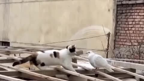 Cat tried to eat the pigeon but...