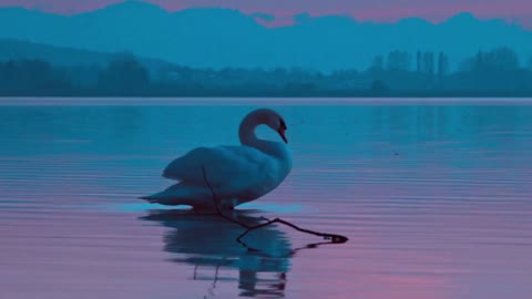Beautiful swan - Beautiful Nature
