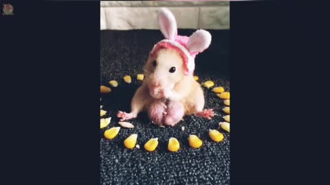 funny and cuet hamster