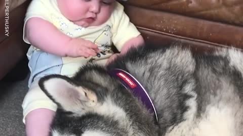 Husky and baby love