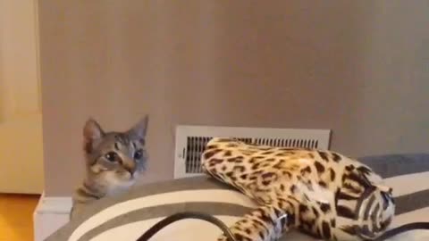 Cat slaps cheetah print hairdryer