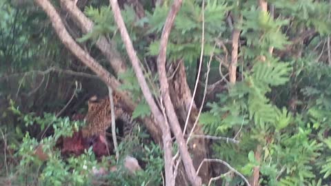 Leopard feeds on impala