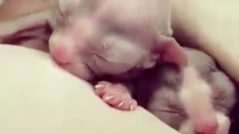 Newborn Sphynx Kittens Nursing!