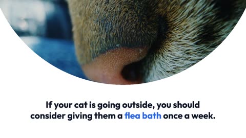 FAQs about cat flea baths