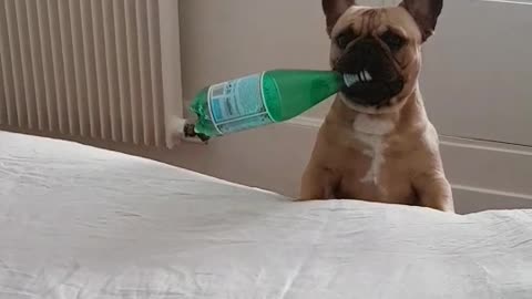 French bulldog leans on white bed with bottle in mouth